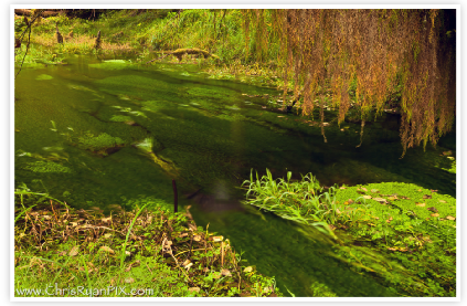 Olympic National Park Moss Stream