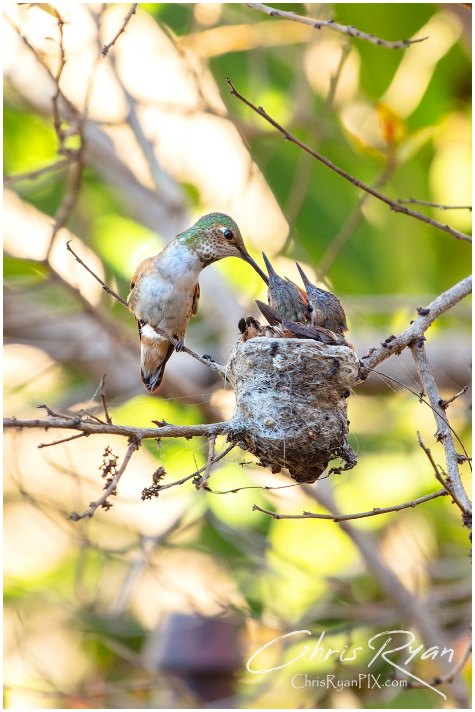 Allen's Hummingbirds in Nest during Feeding