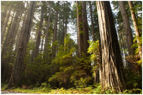 Landscape Photograph of Redwood Trees under Sunrise (ChrisRyanPIX)