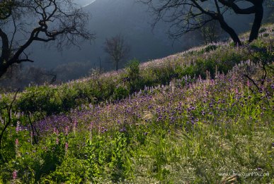 Purple Wildflowers Hillside