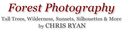 Forest Photography  Tall Trees, Wilderness, Sunsets, Silhouettes & More  by CHRIS RYAN