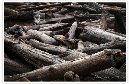 Driftwood on Shoreline