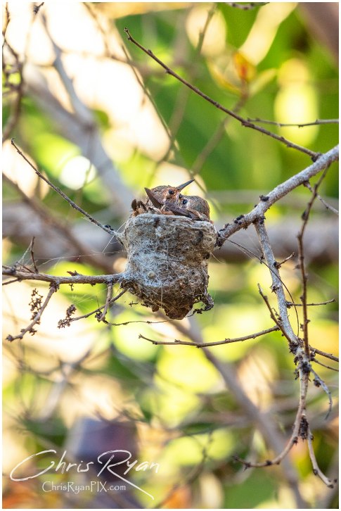 Two Baby Hummingbirds in nest