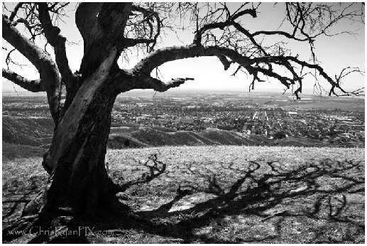 Historic Conservation Photograph of Two Trees in Ventura (ChrisRyanPIX)