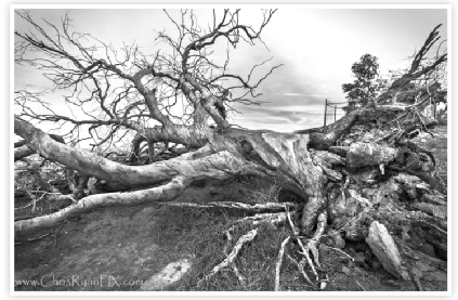 Fallen Two Trees Ventura