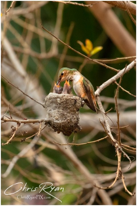 Hummingbirds in Nest during Feeding