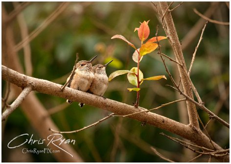 Photo of two baby Hummingbirds sitting in tree