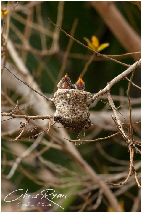 Photo of two baby Allen's Hummingbirds in nest