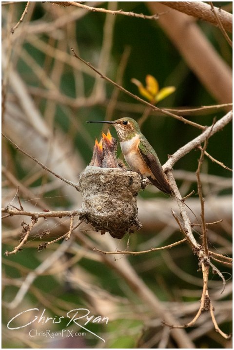 Photo of family of Allen's Hummingbirds in nest