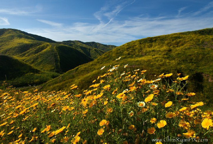 Wildflowers in the Ventura Hillsides