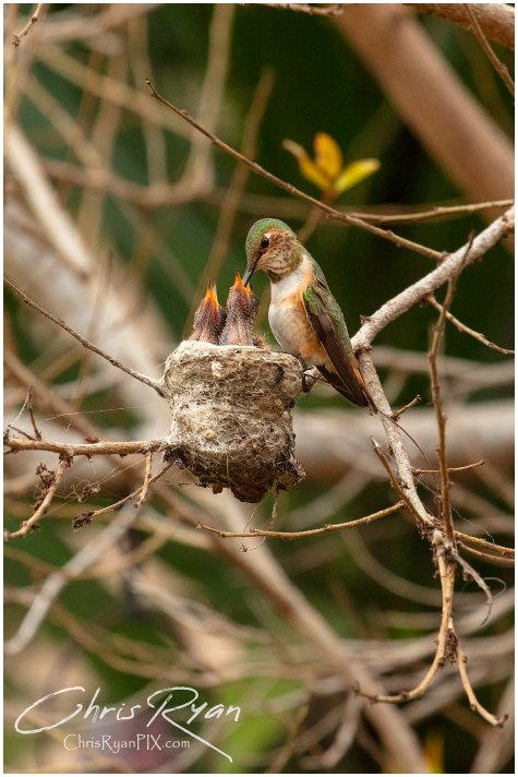 Baby Hummingbirds in Nest during Feeding